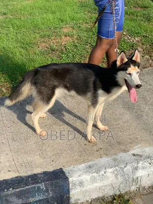 6-12 months Female Purebred Siberian Husky