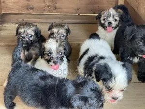 1-3 months Female Purebred Lhasa Apso