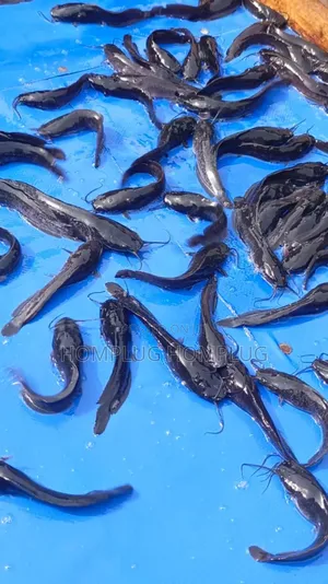 Juveniles Catfish