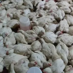We Sell and We Dey Buy Healthy 6-Week-Old Broiler Chickens for – Kano