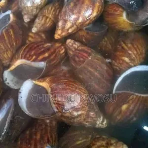 Big Size Snails