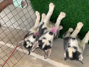 6-12 months Male Purebred Siberian Husky