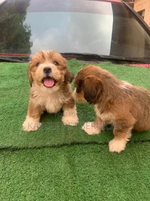1-3 months Male Purebred Lhasa Apso