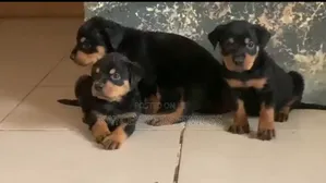 1-3 months Male Purebred Rottweiler