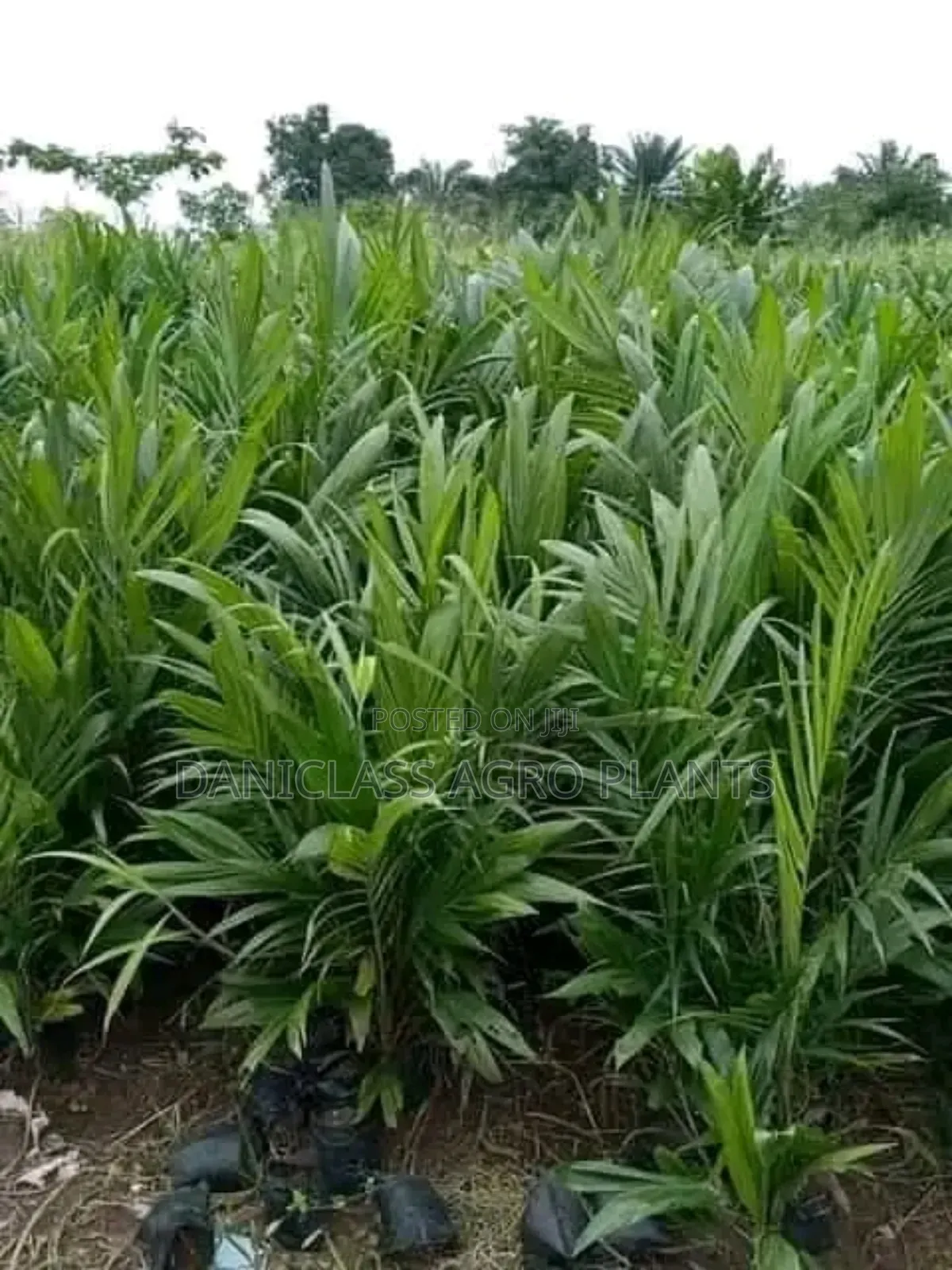 Palm Seedlings