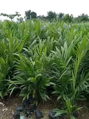 Palm Seedlings