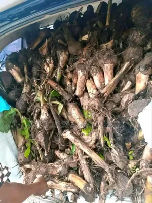 Palm Seedlings