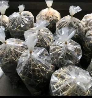 Palm Seedlings