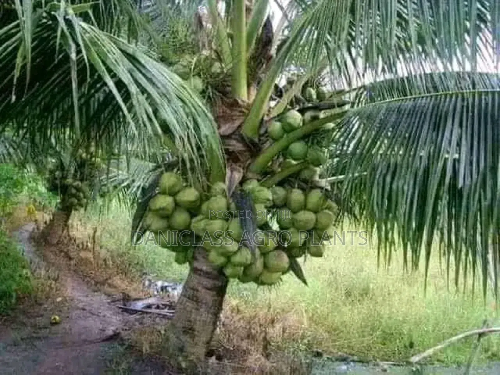 Palm Seedlings
