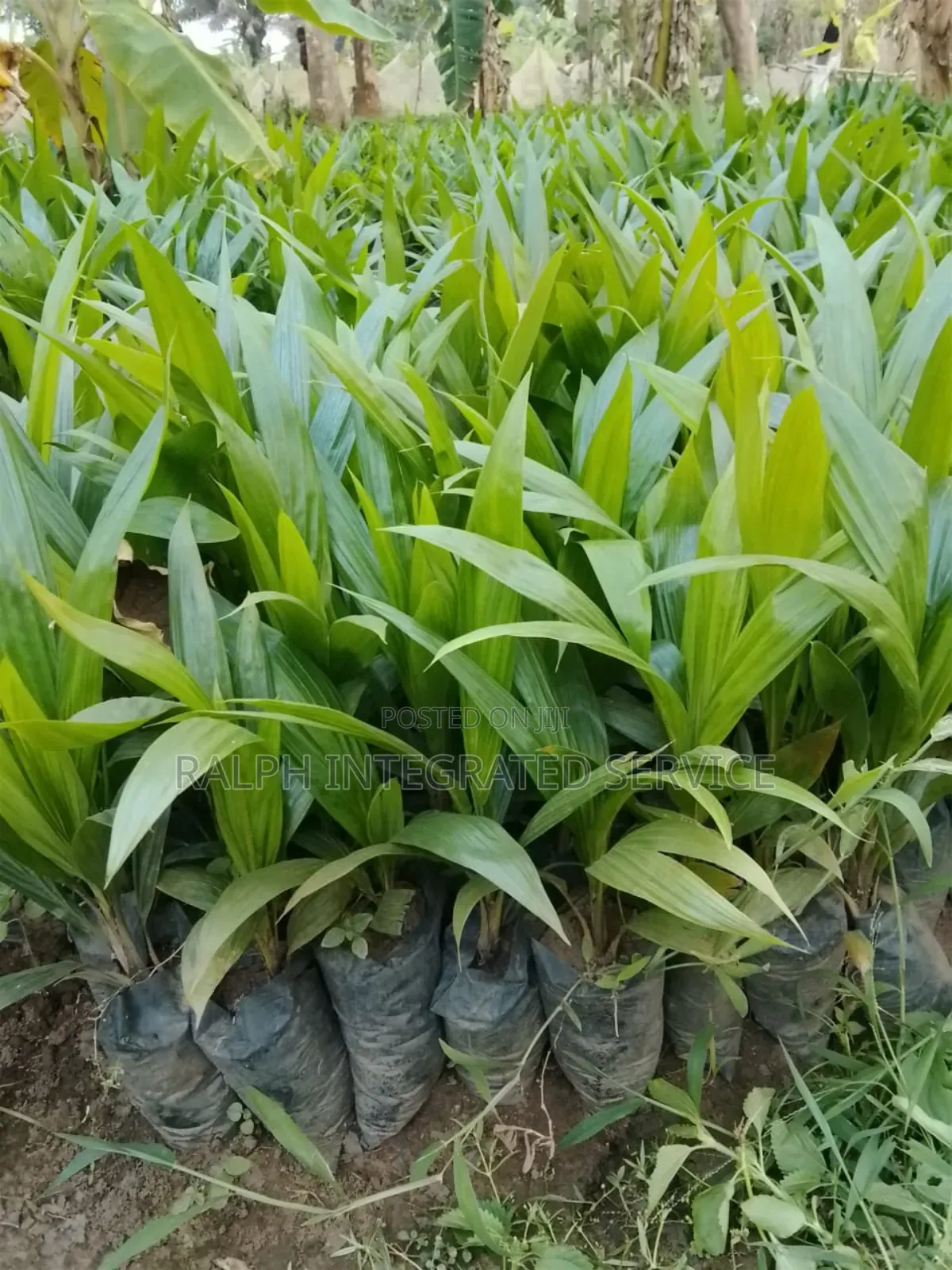 Tenera Seedlings
