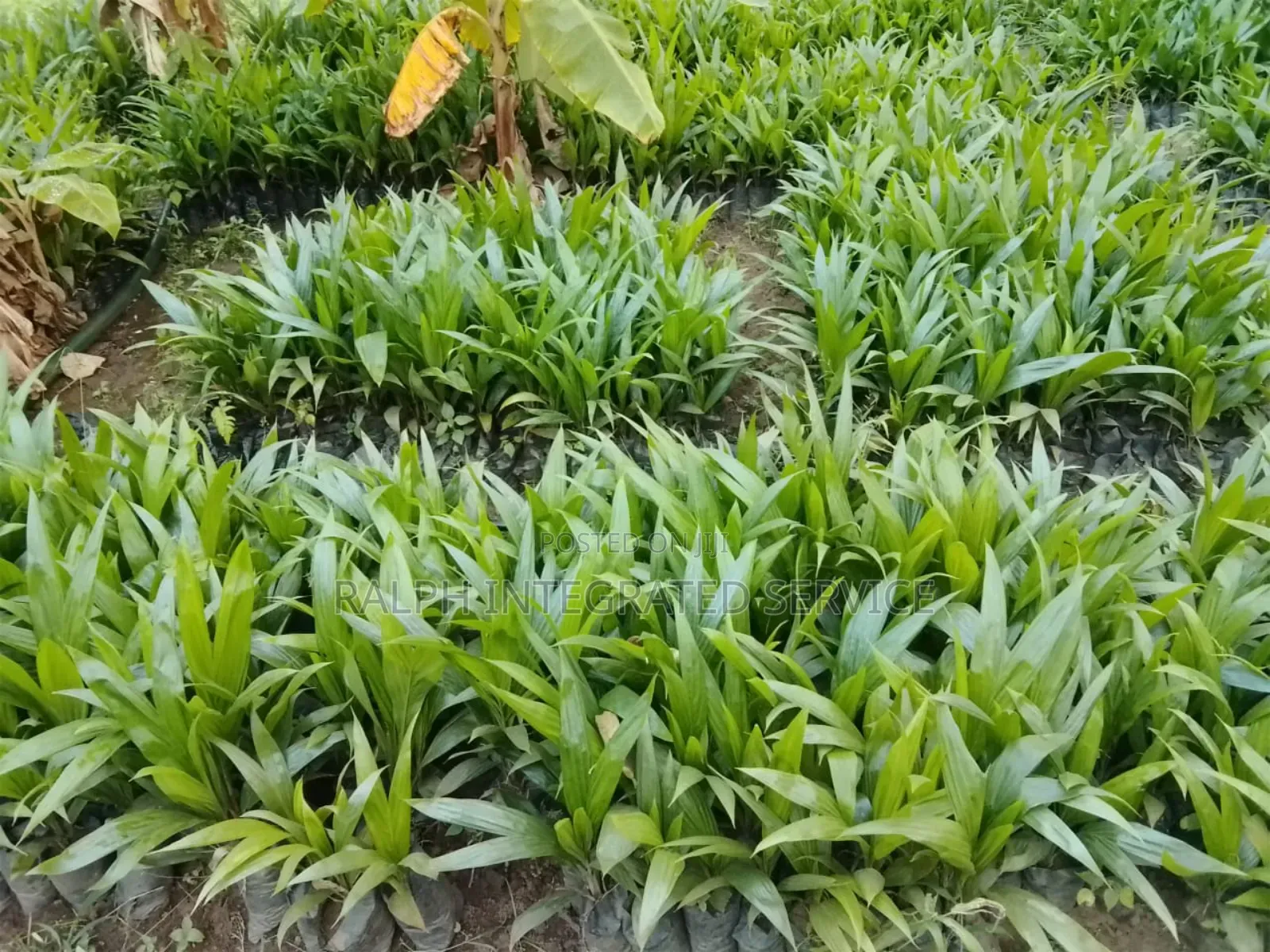 Tenera Seedlings