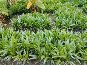 Tenera Seedlings