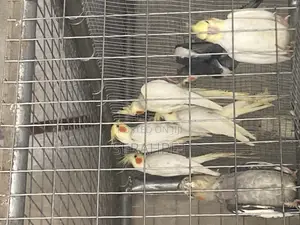 Cocktail Birds for Sale