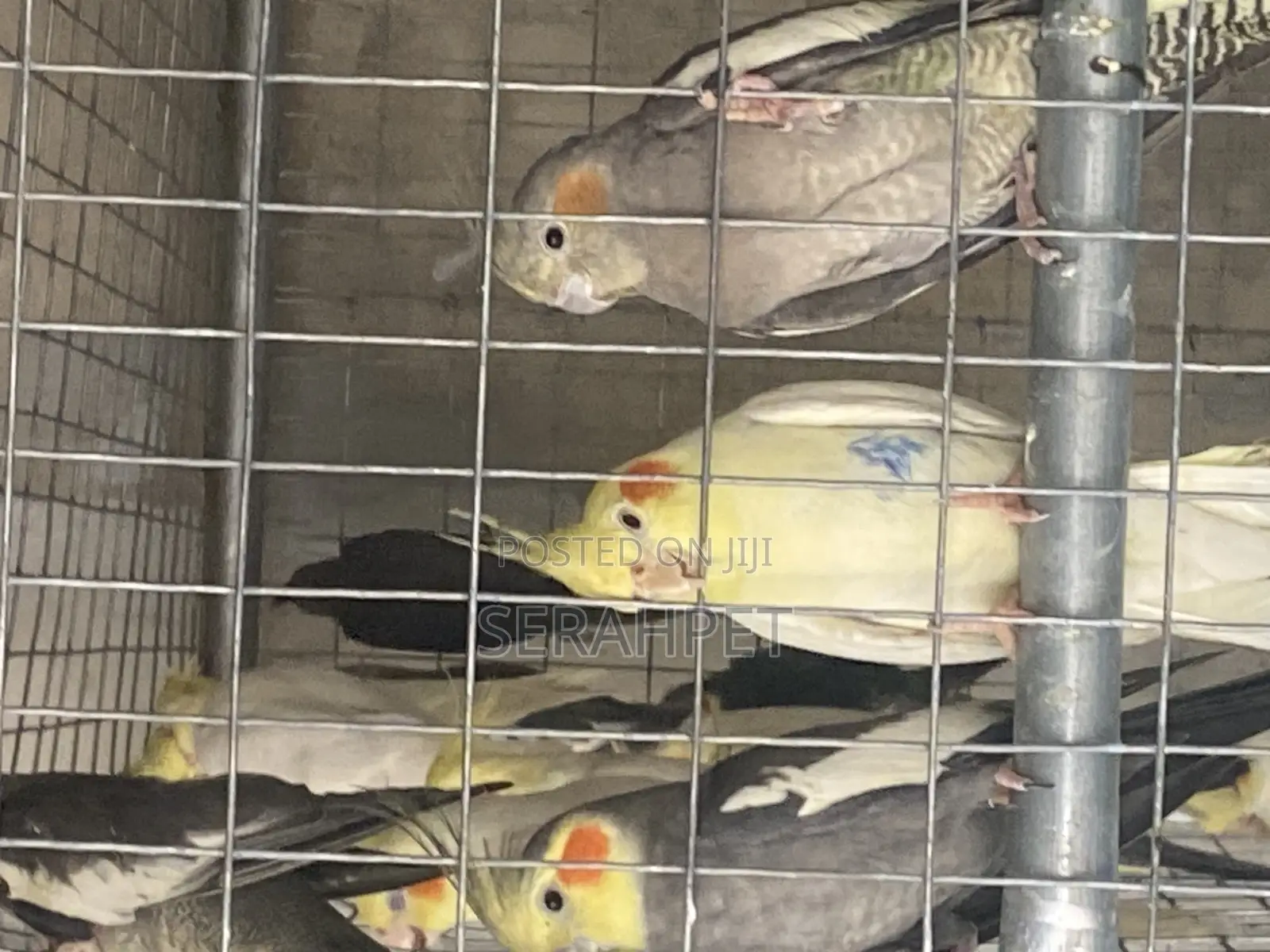 Cocktail Birds for Sale