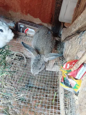 Super Cute Gray Lop-Eared Rabbit for Sale