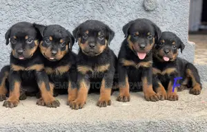 1-3 months Male Purebred Rottweiler