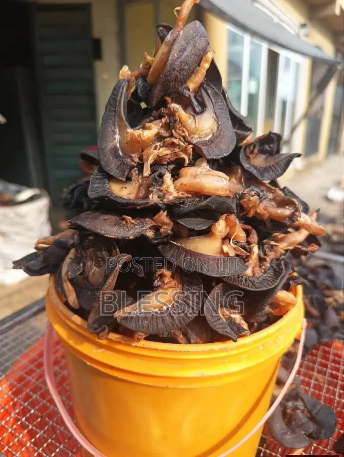 Dehydrated Giant Snails