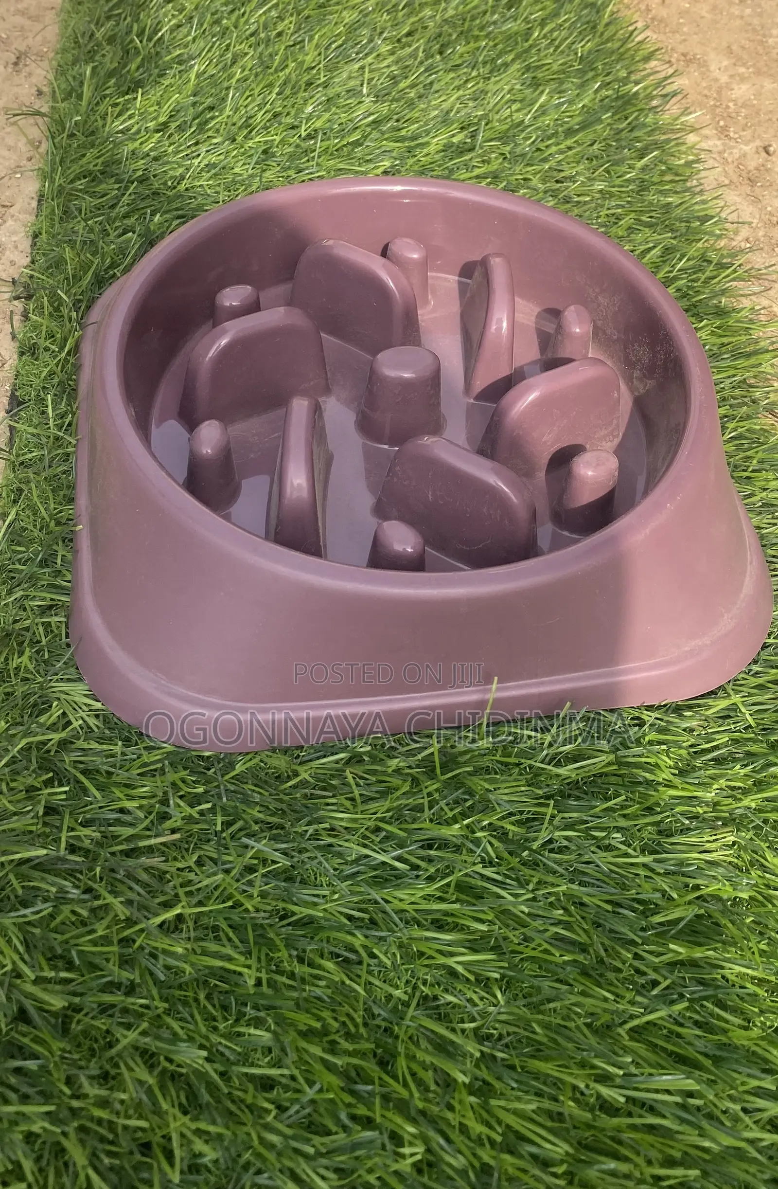Dog Accessories
