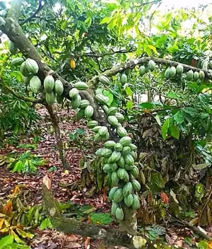 Hybrid Cocoa Seedlings Available