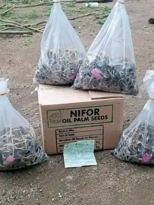 Tenera F1 Oil Palm Seedlings