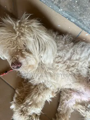 1+ year Male Purebred Airedale Terrier