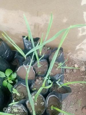 Garlic Seedlings