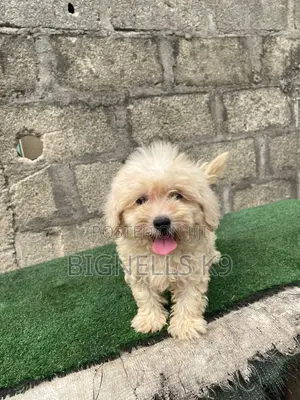 1-3 months Female Purebred Lhasa Apso
