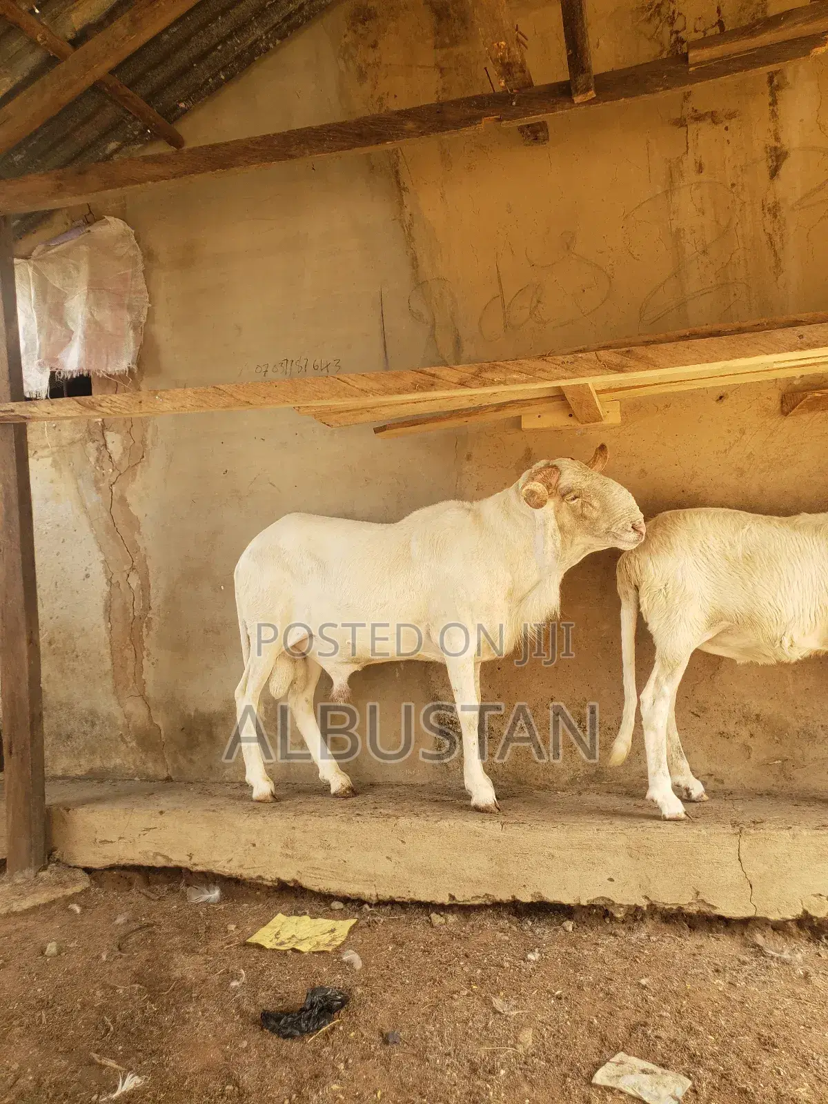 Full Breed Ram