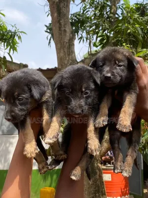 1-3 months Male Purebred German Shepherd