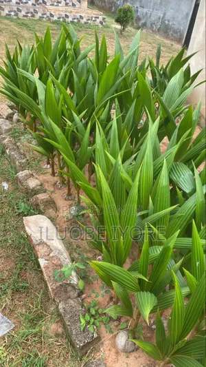 Dohalf Coconut 