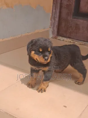 1-3 months Female Purebred Rottweiler