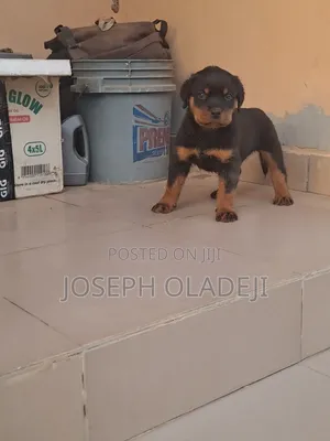 1-3 months Male Purebred Rottweiler