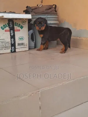 1-3 months Male Purebred Rottweiler