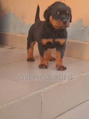 1-3 months Female Purebred Rottweiler