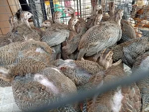Imported Guinea Fowl for Sale