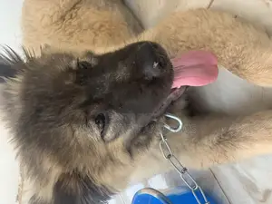 1-3 months Male Purebred Caucasian Shepherd
