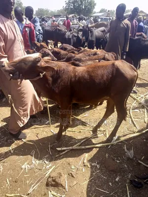 Young Cows for Breeding