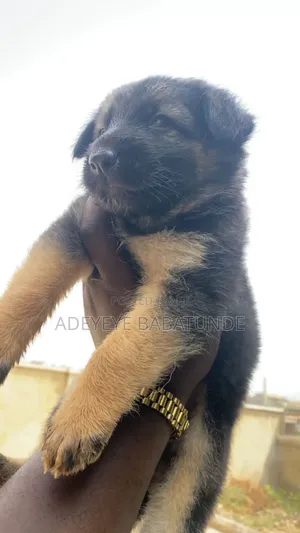 1-3 months Female Purebred German Shepherd