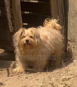1+ year Male Purebred Lhasa Apso
