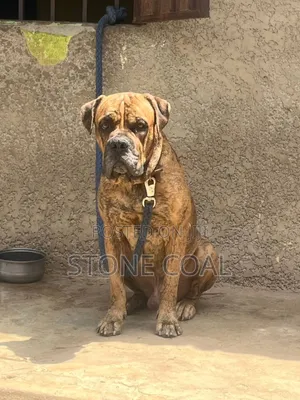 1+ year Male Purebred Boerboel