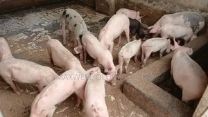 Various Live Pigs