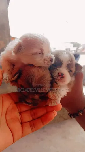 0-1 month Male Mixed Breed Chihuahua