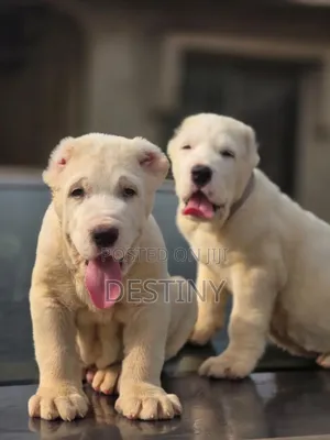 3-6 months Male Purebred Alabai
