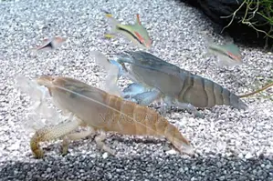 Genus Atya Shrimps
