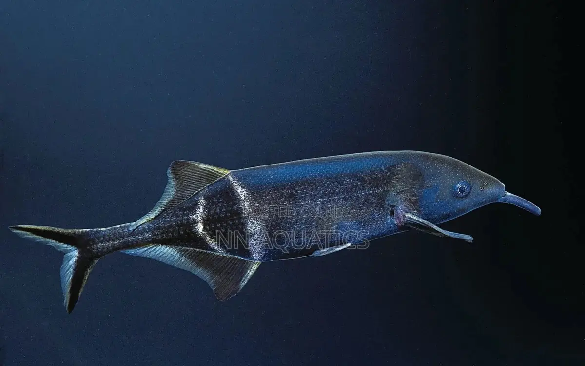 Elephant Nose Fish
