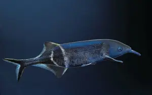 Elephant Nose Fish