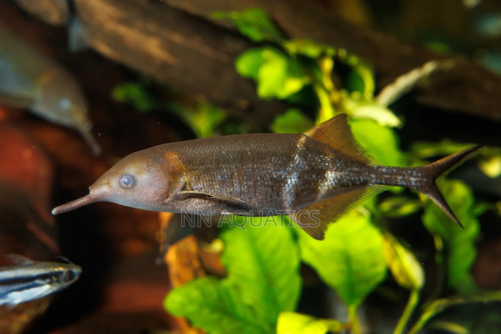 Elephant Nose Fish