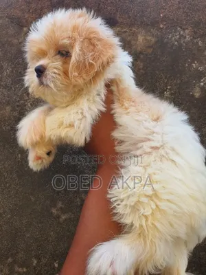 1-3 months Female Purebred Lhasa Apso