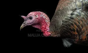 Native Turkey