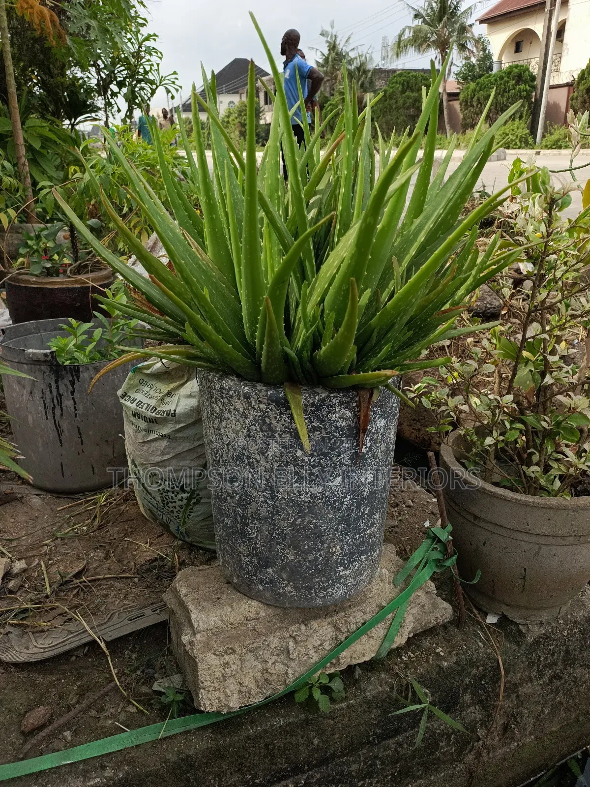 Aloe Vera Plant